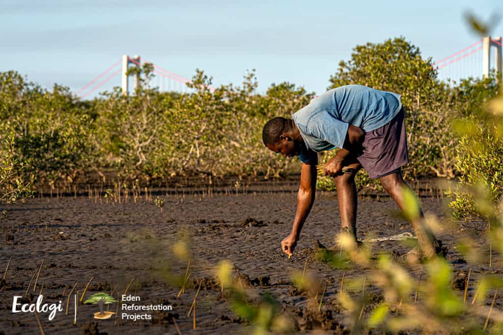 Man planting trees in mangrove of madagascar